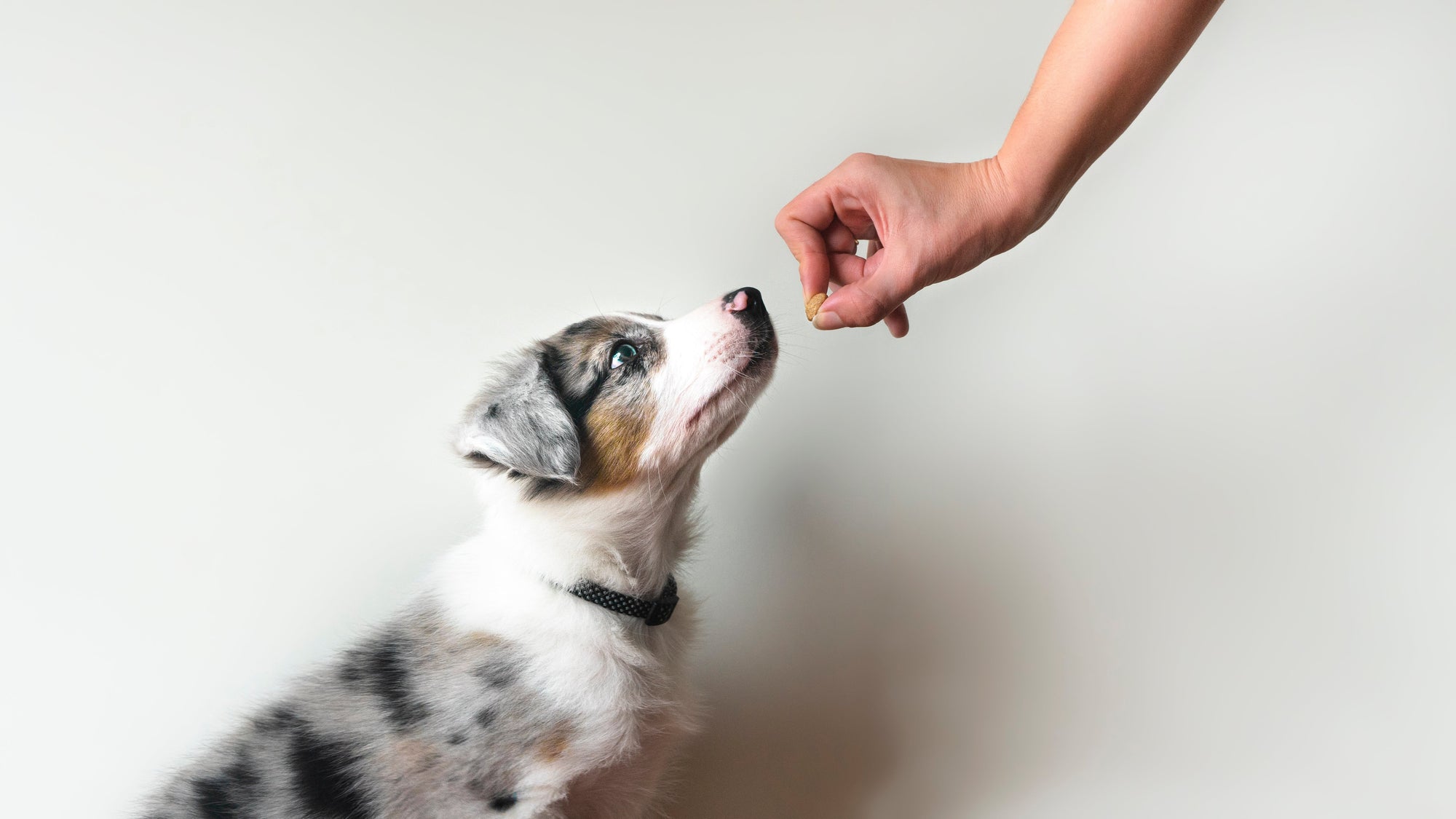 Pourquoi nos gâteries pour chiens sont-elles aussi nutritives ?