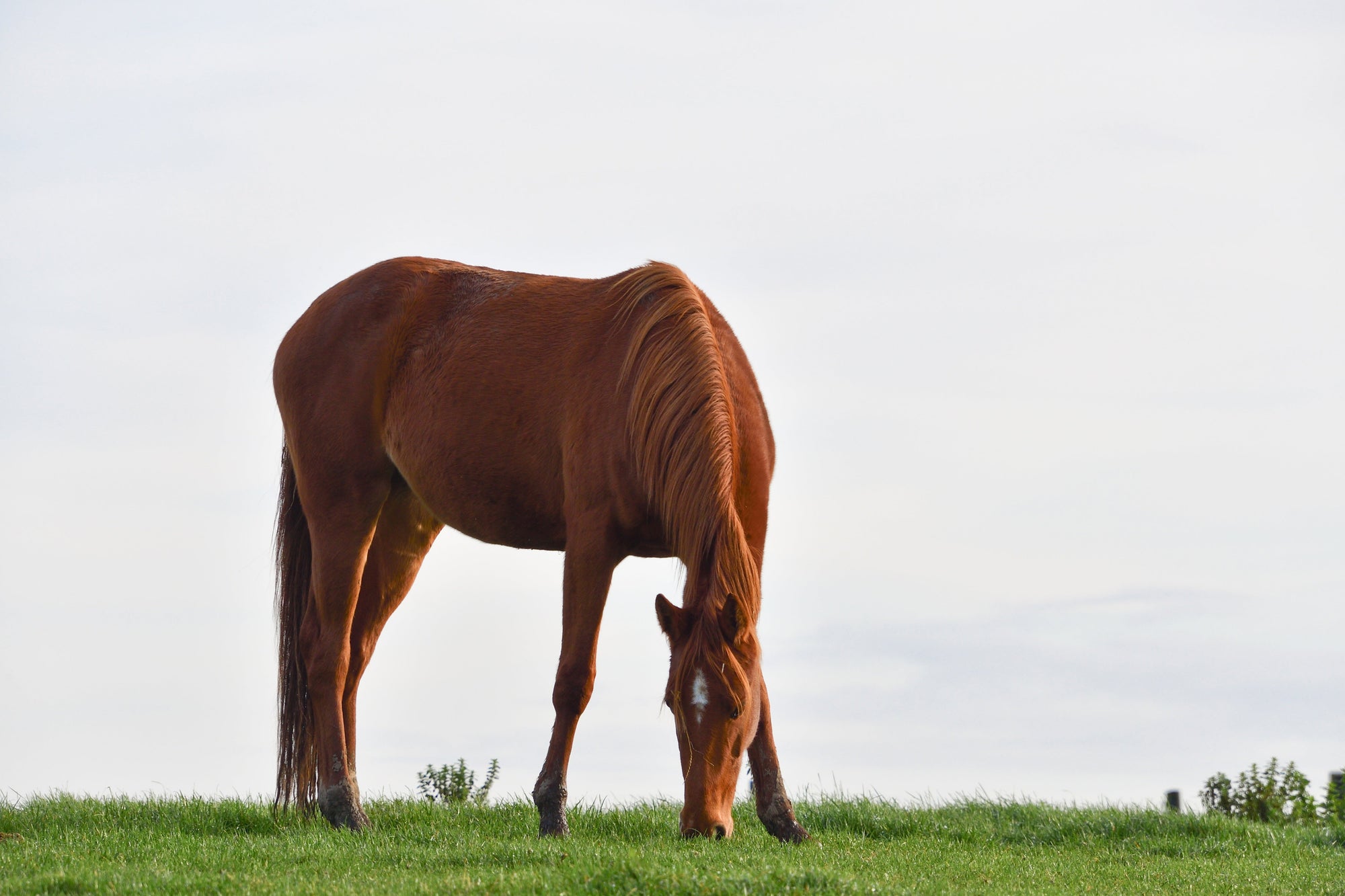 L'incontournable dans la routine alimentaire de votre cheval !