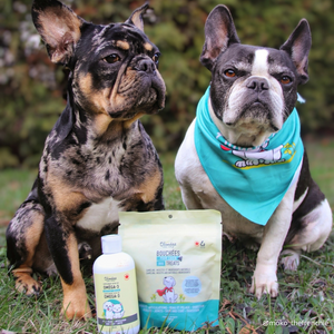 Ensemble pour petits chiens