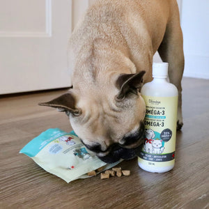 Ensemble pour chiens DUO