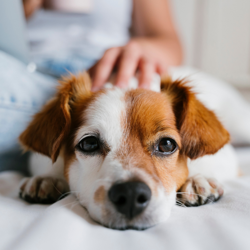 Les Bienfaits de la Caméline pour les Chiens et les Chats : Une Source Riche en Oméga-3