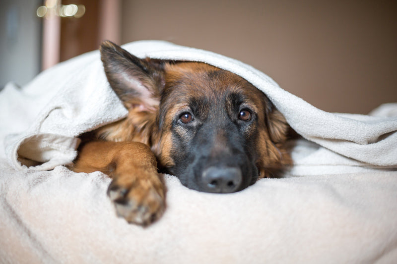 Votre chien souffre d'allergies ? Découvrez la caméline et ses vertus.