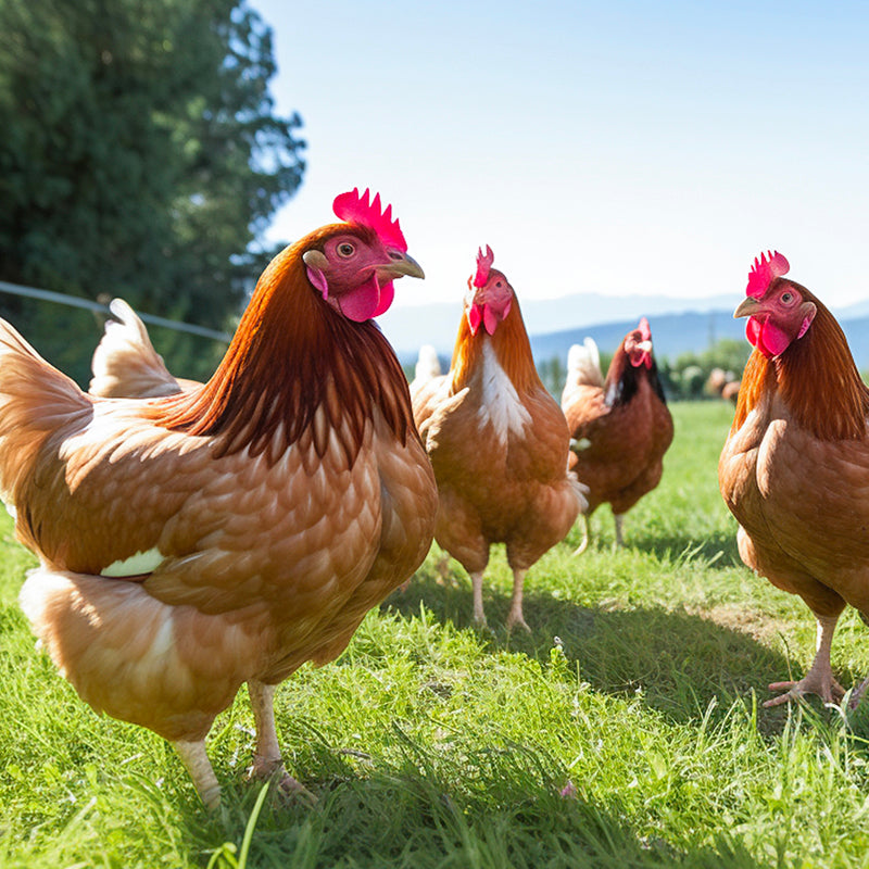 Supplément nutritionnel à base de tourteau de caméline oméga-3 pour poules pondeuses
