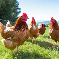 Supplément nutritionnel à base de tourteau de caméline oméga-3 pour poules pondeuses