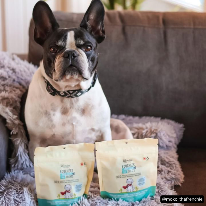 Set for large dogs 3