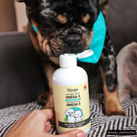 Set for small dogs 4