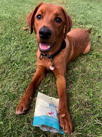 Dog treats made with camelina, insects and natural ingredients